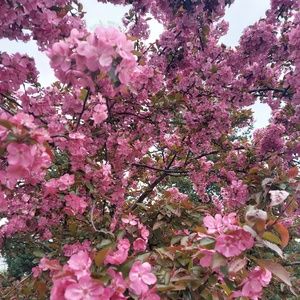 Meet your Posher, Sythong